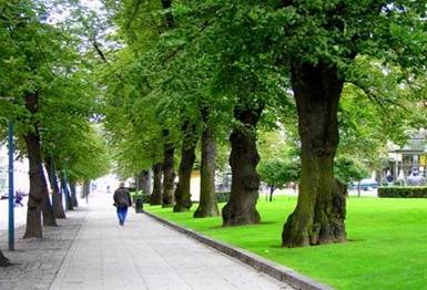 Về việc kiểm tra rà soát các vị trí cây xanh có nguy cơ gãy đổ, bật gốc ảnh hưởng đến an toàn người dân trên địa bàn quận 11.